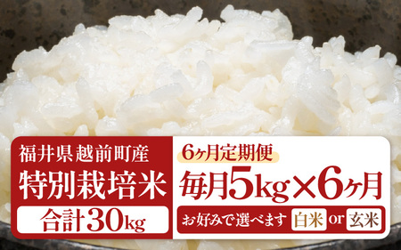 定期便 ≪6ヶ月連続お届け≫  令和7年産 特別栽培米5kg × 6回（計30kg）【白米】農薬5割減 [e81-f001_01]
