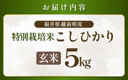 【令和7年産 】 特別栽培米コシヒカリ5kg 農薬化学肥料不使用(玄米） [e81-b001_02]