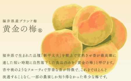 【先行予約】どら焼き 2種セット「黄金の梅餡 5個 & 粒あん 5個」（計10個）ブランド梅「黄金の梅」使用！ 【2025年6月上旬より順次発送予定】 [e07-a014]