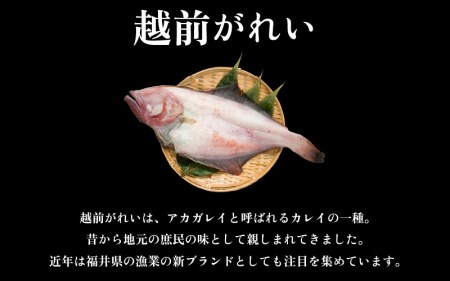 冷蔵配送！ 越前 赤かれい干物 2枚 大サイズ 「天日干し」  越前の港から直送！旨味濃縮 一夜干し【干物 ひもの 冷蔵ひもの 赤ガレイひもの かれい干物 カレイ干物 5000円ひもの 添加物不使用ひもの　食べやすい干物】 [e23-a001]