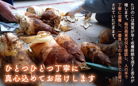 【令和8年産 先行予約】赤土 たけのこ 約2kg 越前町 宮崎地区産 [e27-a036]