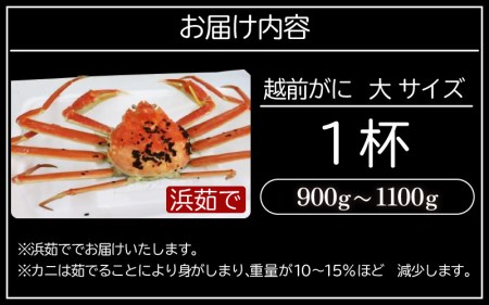 越前がに本場の越前町からお届け！越前がに 浜茹で 大サイズ（生で0.9～1.1kg） × 1杯【1月発送分】【かに カニ 蟹】【福井県 越前町 雄 ズワイガニ ボイル 冷蔵 越前ガニ 越前かに 越前カニ ずわいがに ずわい蟹 かに カニ 蟹】希望日指定可 備考欄に希望日をご記入ください [e22-x007_01]