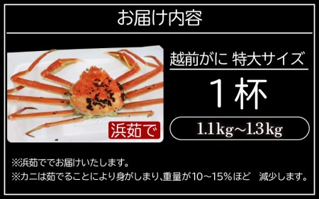 越前がに本場の越前町からお届け！越前がに 浜茹で 特大サイズ（生で1.1～1.3kg） × 1杯【1月発送分】【かに カニ 蟹】【福井県 越前町 雄 ズワイガニ ボイル 冷蔵 越前ガニ 越前かに 越前カニ ずわいがに ずわい蟹 かに カニ 蟹】希望日指定可 備考欄に希望日をご記入ください [e22-x008_01]