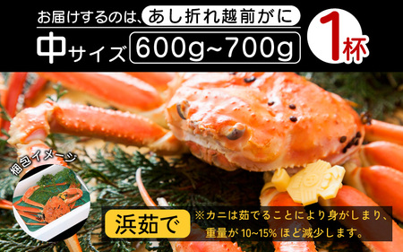 【訳あり】越前がに本場の越前町からお届け！足折れ 越前がに 浜茹で 中サイズ（生で600～700g） × 1杯【1月発送分】【かに カニ 蟹】【福井県 越前町 雄 ズワイガニ ボイル 冷蔵 越前ガニ 越前かに 越前カニ ずわいがに ずわい蟹 かに カニ 蟹】希望日指定可 備考欄に希望日をご記入ください [e23-x001_01]