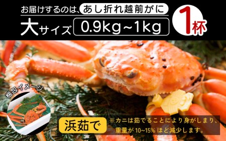 【訳あり】越前がに本場の越前町からお届け！足折れ 越前がに 浜茹で 大サイズ（生で0.9～1kg） × 1杯【1月発送分】【かに カニ 蟹】【福井県 越前町 雄 ズワイガニ ボイル 冷蔵 越前ガニ 越前かに 越前カニ ずわいがに ずわい蟹 かに カニ 蟹】希望日指定可 備考欄に希望日をご記入ください [e23-x002_01]