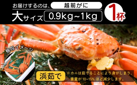 越前がに本場の越前町からお届け！ 越前がに 浜茹で 大サイズ（生で0.9～1kg） × 1杯【2月発送分】【かに カニ 蟹】【福井県 越前町 雄 ズワイガニ ボイル 冷蔵 越前ガニ 越前かに 越前カニ ずわいがに ずわい蟹 かに カニ 蟹】希望日指定可 備考欄に希望日をご記入ください [e23-x004_02]