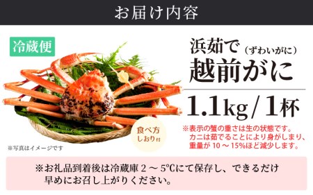 越前がに本場の越前町からお届け！越前がに浜茹で特大サイズ×1杯（生で1.1kg以上）【1月発送分】【かに カニ 蟹】 食べ方しおり付 福井県 雄 ズワイガニ ボイル 冷蔵 越前がに 越前かに 越前ガニ 越前カニ 越前蟹 かに カニ 蟹 希望日指定可 備考欄に希望日をご記入ください [e14-x008_01]