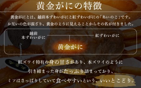 黄金ガニ（大サイズ） × 1杯 「ズワイガニと紅ズワイガニのあいのこ」幻のカニを浜茹ででお届け！【1月発送分】【黄金がに カニ 姿 ボイル 冷蔵 福井県】希望日指定可 備考欄に希望日をご記入ください [e22-x005_01]