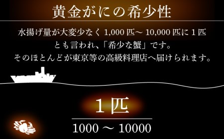 黄金ガニ（大サイズ） × 1杯 「ズワイガニと紅ズワイガニのあいのこ」幻のカニを浜茹ででお届け！【1月発送分】【黄金がに カニ 姿 ボイル 冷蔵 福井県】希望日指定可 備考欄に希望日をご記入ください [e22-x005_01]