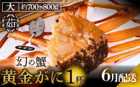 黄金ガニ（大サイズ） × 1杯 「ズワイガニと紅ズワイガニのあいのこ」幻のカニを浜茹ででお届け！【6月発送分】【黄金がに カニ 姿 ボイル 冷蔵 福井県】希望日指定可 備考欄に希望日をご記入ください [e22-x005_06]