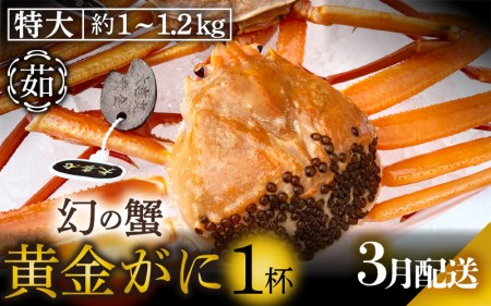 黄金ガニ（特大サイズ） × 1杯 「ズワイガニと紅ズワイガニのあいのこ」幻のカニを浜茹ででお届け！【3月発送分】【黄金がに カニ 姿 ボイル 冷蔵 福井県】希望日指定可 備考欄に希望日をご記入ください [e22-x006_03]