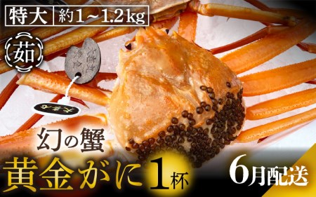 黄金ガニ（特大サイズ） × 1杯 「ズワイガニと紅ズワイガニのあいのこ」幻のカニを浜茹ででお届け！【6月発送分】【黄金がに カニ 姿 ボイル 冷蔵 福井県】希望日指定可 備考欄に希望日をご記入ください [e22-x006_06]