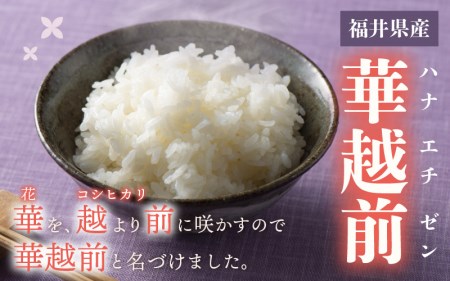 ハナエチゼン 10kg 令和6年 新米 福井県産【白米】【お米 はなえちぜん 華越前 10キロ】 [e30-a069]