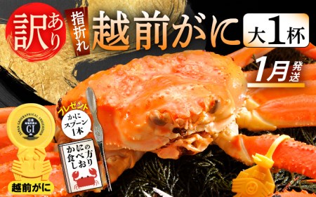 訳あり【1月発送】越前がに本場の越前町からお届け！浜茹で越前かに 大サイズ × 1杯  [e15-x005_01] カニ かに 越前がに 越前ズワイガニ 越前かに 越前カニ 姿 