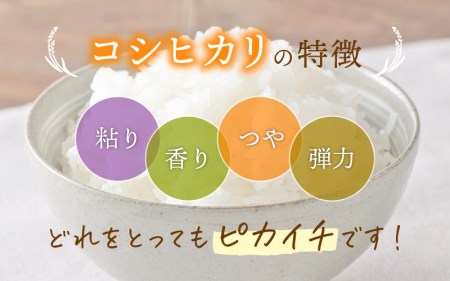コシヒカリ 10kg 令和5年 福井県産【玄米】【お米 こしひかり 10キロ