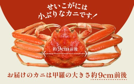 ≪浜茹で≫越前産 せいこがに（生で200g前後） × 3杯【12月発送分】【雌 ズワイガニ 越前ガニ 姿 ボイル 冷蔵 かに カニ 蟹 福井県】希望日指定可 備考欄に希望日をご記入ください [e43-x004_12]