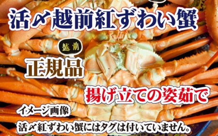 【蟹本場 】活〆 紅ズワイガニ  1杯  ズワイガニ カニ [e37-x001_03b] 3月発送