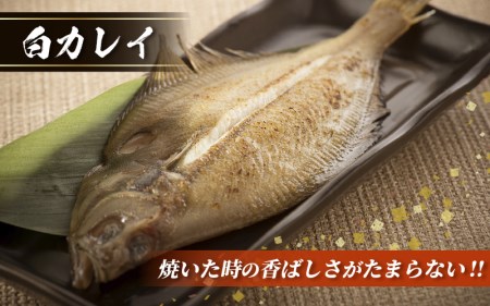 越前産 かれい「一夜干しカレイ3種セット（合計6～9尾）」【かれい カレイ 鰈】 [e15-a001]