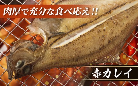 越前産 かれい「一夜干しカレイ3種セット（合計6～9尾）」【かれい カレイ 鰈】 [e15-a001]