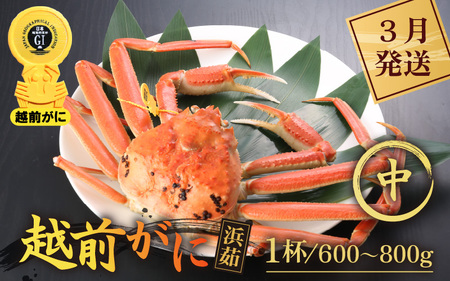【蟹本場 】 越前町から！ 越前がに浜茹で中（生で600～800g）1杯【3月発送】 [e43-x006_03]
