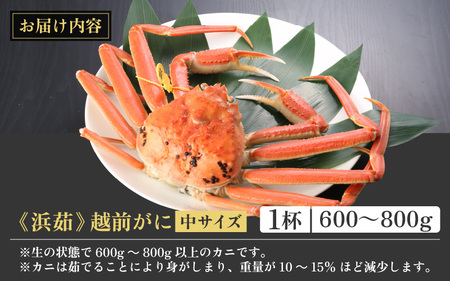 【蟹本場 】 越前町から！ 越前がに浜茹で中（生で600～800g）1杯【3月発送】 [e43-x006_03]