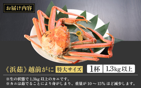 【蟹本場 】 越前町から！ 越前がに浜茹で特大（生で1.3kg以上）1杯【2月発送】 [e43-x007_02] 