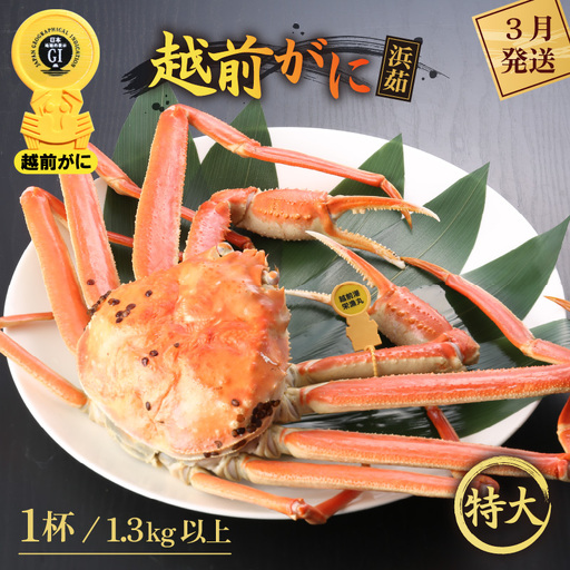 【蟹本場 】 越前町から！ 越前がに浜茹で特大（生で1.3kg以上）1杯【3月発送】 [e43-x007_03]