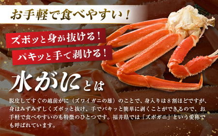 【先行予約】地元でしか出回らない越前水がに 6肩 茹でたて瞬間冷凍で直送【2026年2月下旬以降順次発送予定】【カニ ガニ 蟹 ズワイガニ ずわいがに 越前水がに 越前かに 越前蟹 水がに 新鮮 地元限定 ボイル 冷凍 片脚 脚のみ 人気】[m36-c004]