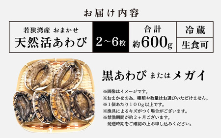 ≪おまかせ≫ 日本海若狭湾の 天然 活アワビ 計600g 鮮度抜群 刺身 お造り バター焼き BBQ あわび 鮑[m17-d006]