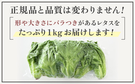 【訳あり】低カリウムレタス 1kg (500g×2袋) 不揃い クリーンルーム栽培 無農薬 鮮度長持ち 【野菜 生野菜 レタス サラダ 水耕栽培 洗わず食べられる 時短 付け合わせ 規格外】レタス フリルレタス 野菜 サラダ ダイエット ヘルシー [m40-a012]
