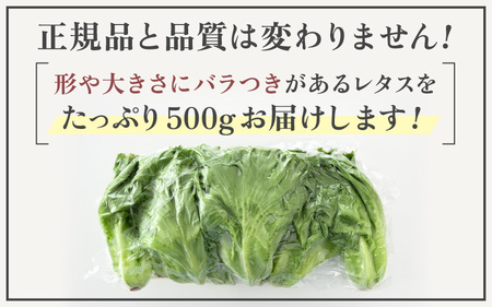 【訳あり】低カリウムレタス 500g 不揃い クリーンルーム栽培 無農薬 鮮度長持ち 【野菜 生野菜 レタス サラダ 水耕栽培 洗わず食べられる 時短 付け合わせ 規格外】レタス フリルレタス 野菜 サラダ ダイエット ヘルシー [m40-a013]