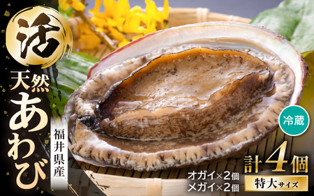 【期間限定】天然！活アワビ 特大 オガイ・メガイ 各2個 計4個 セット鮮度抜群 刺身 お造り バター焼き あわび 鮑 [m21-o002]