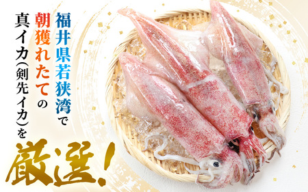 訳あり【数量限定】新鮮・朝獲れ 墨付き 天然 真イカ (剣先イカ） 丸ごと 約1kg たまり醤油と刺身専用しおり付き 訳あり わけあり ワケアリ 規格外 [m21-a035]