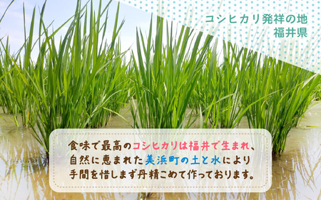 【先行予約】【令和7年産・新米】コシヒカリ 5kg 福井県美浜町 ふくいでがんばる生産者 大野農園が育てた こしひかり 【2025年10月上旬以降順次発送予定】 [m49-a003]