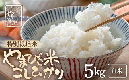 【令和7年産】米 コシヒカリ（特別栽培米）5kg 新庄やまびこ米（白米）【 5キロ 特栽米】 [m23-a017]