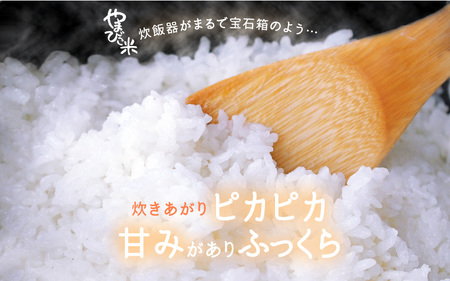 定期便 ≪6ヶ月連続お届け≫ 米 令和6年産 コシヒカリ 新庄やまびこ米（白米）5kg × 6回 計30kg [m23-f001]