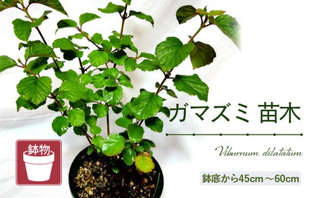 【先行予約】ガマズミ苗木（鉢物）45cm～60cm【2026年4月中旬以降順次発送予定】【ガマズミ がまずみ お花 花 苗木 種】 [m47-a005]