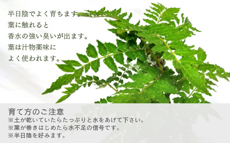 【先行予約】サンショウ苗木（鉢物）45cm～60cm【2026年4月中旬以降順次発送予定】【さんしょう サンショウ 山椒 お花 花 はな フラワー 花 苗 植物 家庭菜園 花壇 プランター ガーデニング観葉植物 園芸 鉢物 】 [m47-a006]