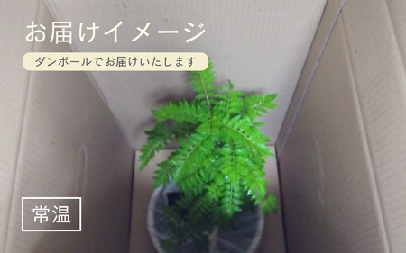 【先行予約】サンショウ苗木（鉢物）45cm～60cm【2026年4月中旬以降順次発送予定】【さんしょう サンショウ 山椒 お花 花 はな フラワー 花 苗 植物 家庭菜園 花壇 プランター ガーデニング観葉植物 園芸 鉢物 】 [m47-a006]