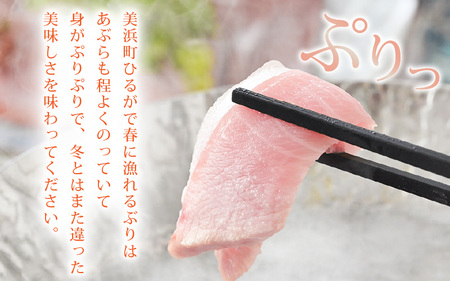 【先行予約】天然！地物！ひるがの春ぶり 柵3本【合計800g以上】【2026年5月下旬以降順次発送予定】 ブリ 鰤 [m36-b012]