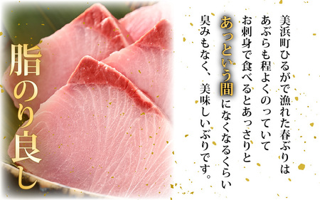 【先行予約】天然！地物！ひるがの春ぶり 柵3本【合計800g以上】【2026年5月下旬以降順次発送予定】 ブリ 鰤 [m36-b012]