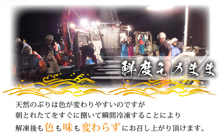 【先行予約】天然！地物！ひるがの春ぶり 柵3本【合計800g以上】【2026年5月下旬以降順次発送予定】 ブリ 鰤 [m36-b012]