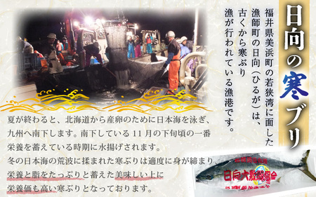 【先行予約】天然！地物！ひるがの寒ぶり 柵3本【合計800g以上】【2024年12月下旬以降順次発送】 [m36-b006]