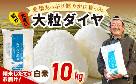 令和6年産 愛情たっぷり健やかに育った 大粒ダイヤ（白米）10kg [m29-a010]