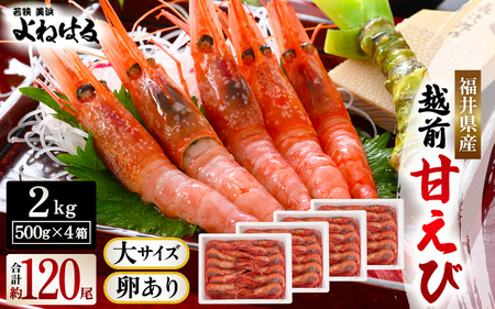 大好評！天然 越前甘エビ（卵あり）大サイズ計2kg（500g × 4箱）（合計約120尾入り）解凍方法説明書付き 船内凍結 酸化防止剤不使用 甘エビ本来の味をお楽しみください【 えび エビ 海老 甘エビ 甘えび 海鮮 お刺身 魚介 おせち 無添加 冷凍 】 [m17-e006]