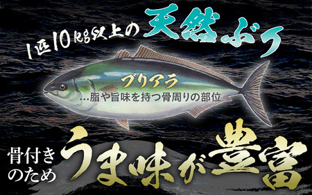 【先行予約】天然 ぶり 特大 ブリアラ（煮付け用）合計 約1.5kg 美浜町日向産【2026年5月下旬以降順次発送予定】【ぶつ切り 切身 塩焼き 骨付き ブリ大根 煮物 アラ】 [m36-a019]