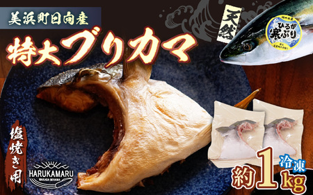 【先行予約】天然 ぶり 特大 ブリカマ (塩焼き用) 約1kg (約500g × 2パック)【2025年12月中旬以降順次発送予定】 美浜町日向産【希少 切身 かま 肉厚 コラーゲン 塩焼き 魚介類 魚貝類 新鮮 冷凍 凍眠】[m36-a016]