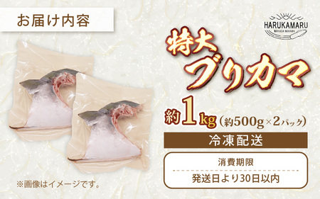 【先行予約】天然 ぶり 特大 ブリカマ (塩焼き用) 約1kg (約500g × 2パック)【2025年12月中旬以降順次発送予定】 美浜町日向産【希少 切身 かま 肉厚 コラーゲン 塩焼き 魚介類 魚貝類 新鮮 冷凍 凍眠】[m36-a016]