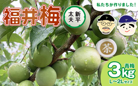 先行予約】【福井特産】 福井梅(新平太夫)青梅 3kg(L~2L 先行予約】【福井特産】 福井梅(新平太夫)青梅 3kg(L~2L