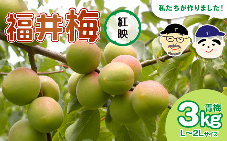 【先行予約】【福井特産】 福井梅（紅映）青梅 3kg（L～2L サイズ）【2026年6月以降順次発送予定】 梅 福井梅 生梅 青梅 完熟梅 梅干し 梅酒 梅干 梅シロップ 梅ジャム 梅ジュース 果物 梅肉 ウメ うめ [m74-a003]
